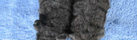 Vrh V6