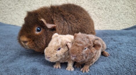 Máme první jarní vrhy!